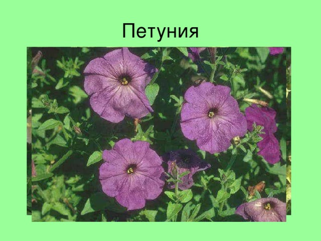 Петуния 
