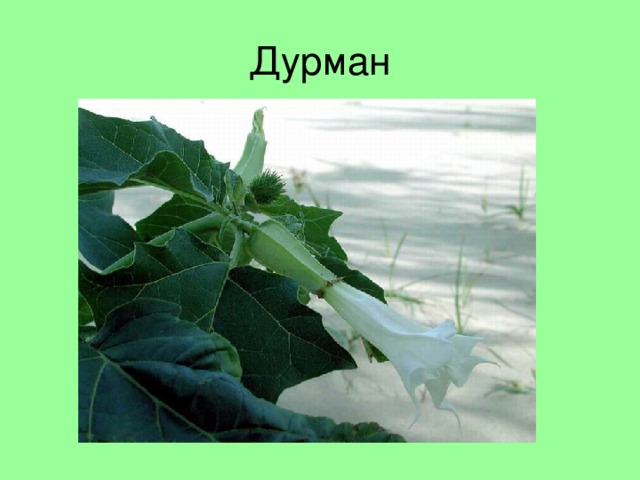 Дурман 