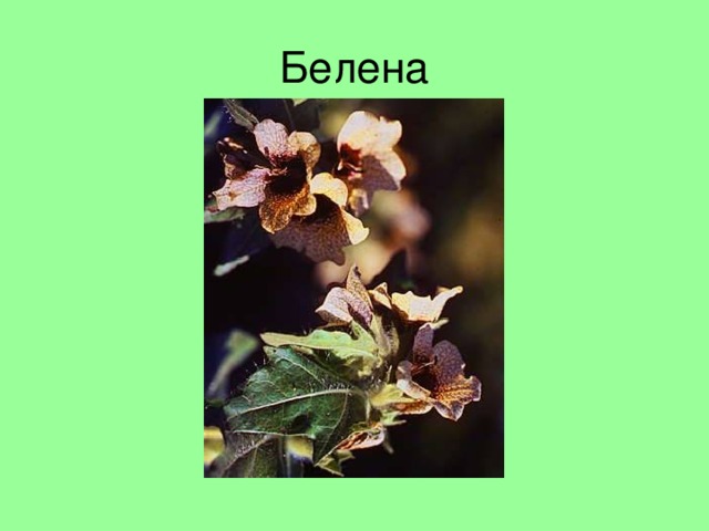 Белена 