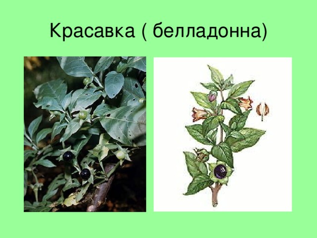 Красавка ( белладонна) 
