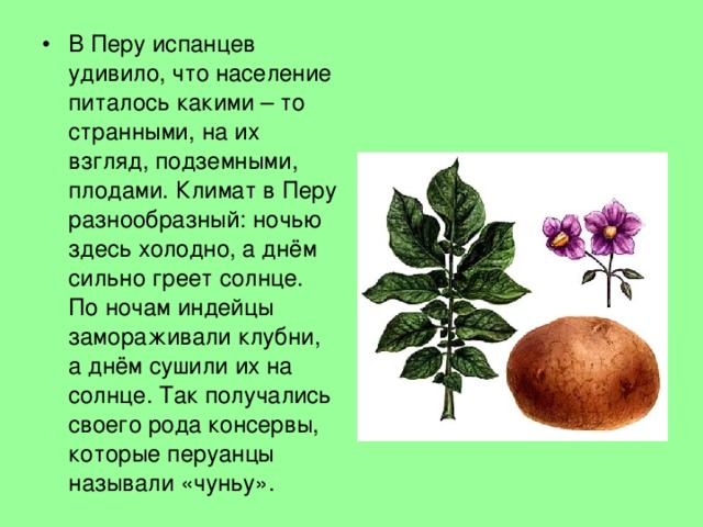 В Перу испанцев удивило, что население питалось какими – то странными, на их взгляд, подземными, плодами. Климат в Перу разнообразный: ночью здесь холодно, а днём сильно греет солнце. По ночам индейцы замораживали клубни, а днём сушили их на солнце. Так получались своего рода консервы, которые перуанцы называли «чуньу». 
