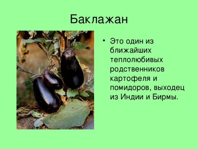 Баклажан Это один из ближайших теплолюбивых родственников картофеля и помидоров, выходец из Индии и Бирмы. 