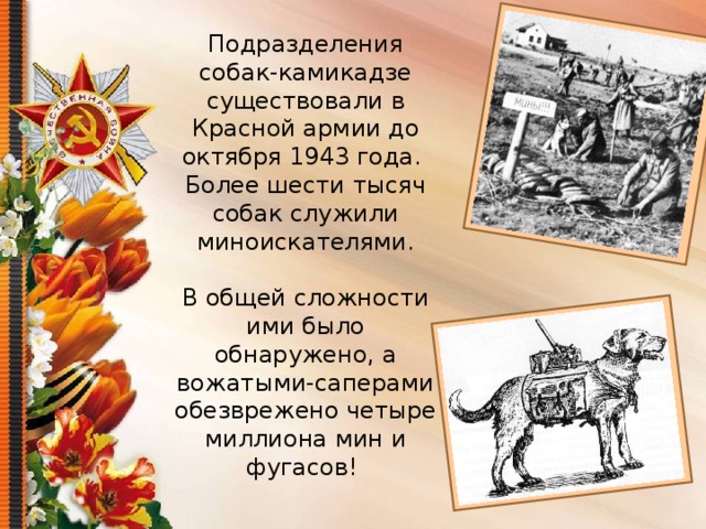 Подразделения собак-камикадзе существовали в Красной армии до октября 1943 года. Более шести тысяч собак служили миноискателями. В общей сложности ими было обнаружено, а вожатыми-саперами обезврежено четыре миллиона мин и фугасов! 