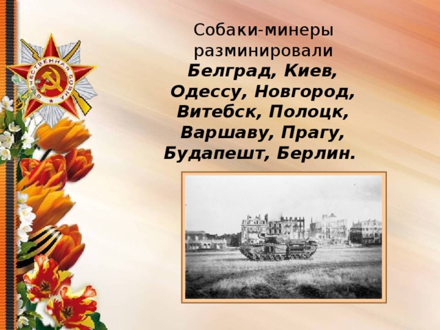 Собаки-минеры разминировали Белград, Киев, Одессу, Новгород, Витебск, Полоцк, Варшаву, Прагу, Будапешт, Берлин.  