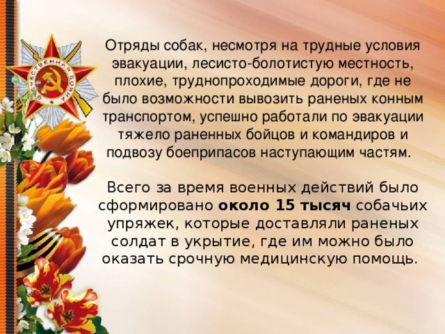 Отряды собак, несмотря на трудные условия эвакуации, лесисто-болотистую местность, плохие, труднопроходимые дороги, где не было возможности вывозить раненых конным транспортом, успешно работали по эвакуации тяжело раненных бойцов и командиров и подвозу боеприпасов наступающим частям.  Всего за время военных действий было сформировано около 15 тысяч собачьих упряжек, которые доставляли раненых солдат в укрытие, где им можно было оказать срочную медицинскую помощь. 