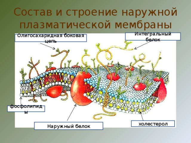 Состав и строение наружной плазматической мембраны Интегральный белок Олигосахаридная боковая цепь фосфолипиды холестерол Наружный белок 