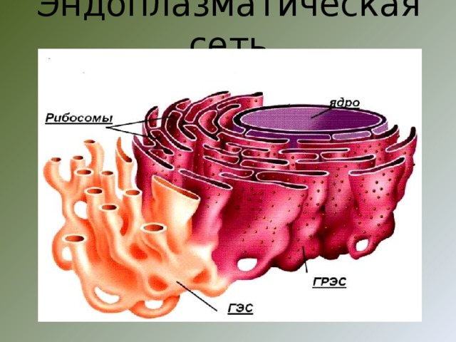 Эндоплазматическая сеть 