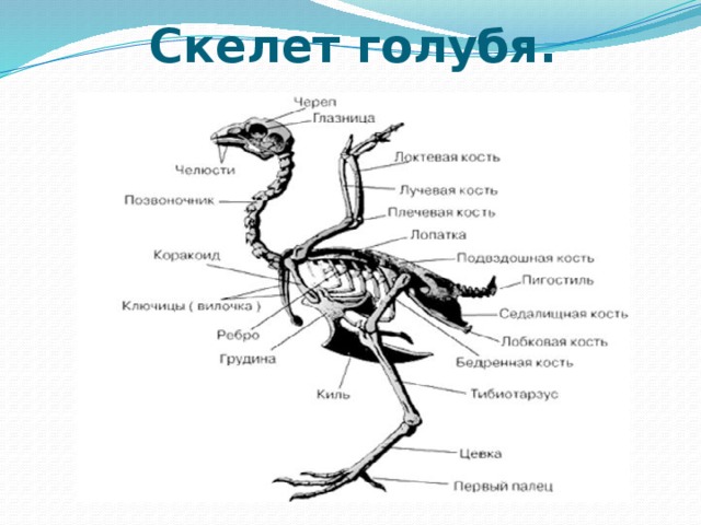 Скелет голубя рисунок