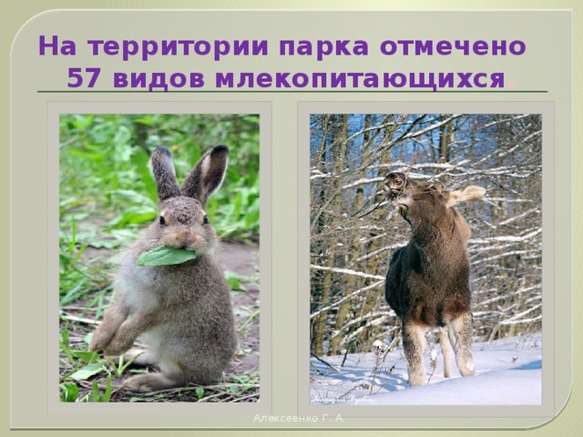  Животный мир  «Смоленского Поозерья». Алексеенко Г. А. 