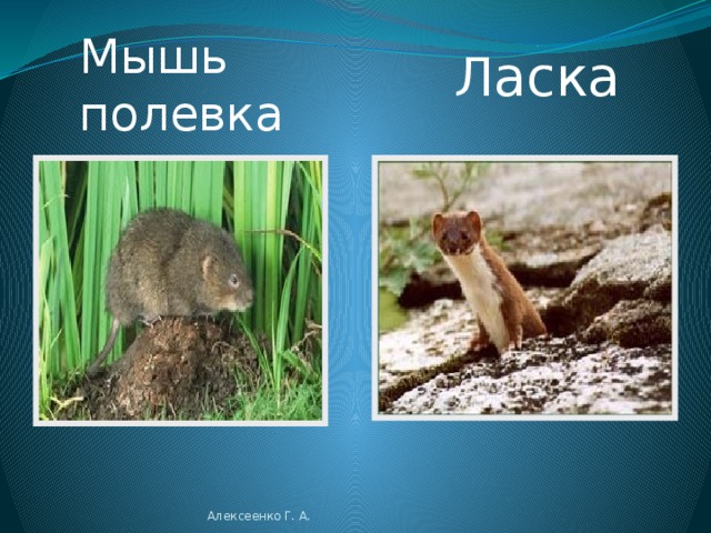  Белки Алексеенко Г. А. 