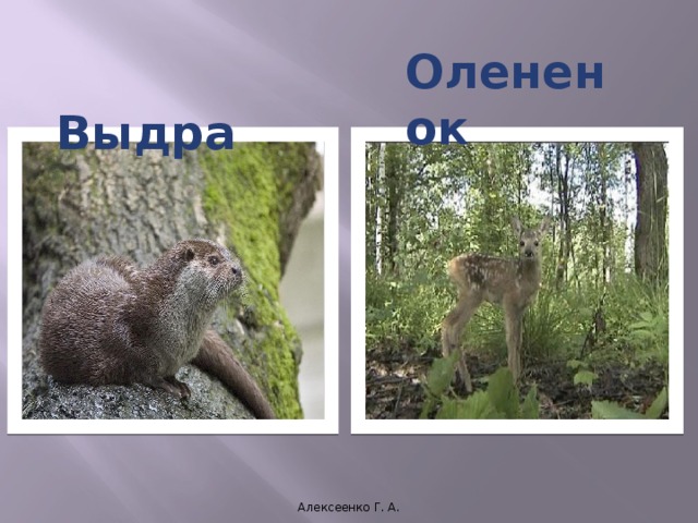 Мышь полевка  Ласка Алексеенко Г. А. 