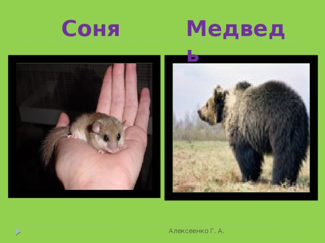 Летяга Алексеенко Г. А. 