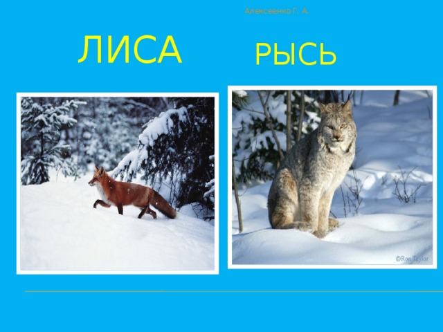 Алексеенко Г. А.  Бобры  Волк 