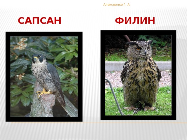 Алексеенко Г. А.  Черный аист 