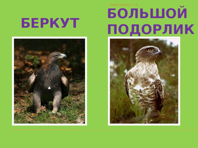 Алексеенко Г. А.  Сапсан  Филин 