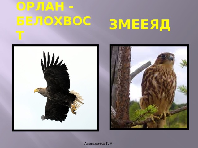  Коростель Алексеенко Г. А. 