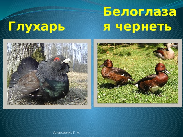  Змееяд Орлан - белохвост Алексеенко Г. А. 