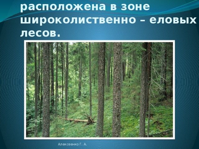  Аисты Алексеенко Г. А. 