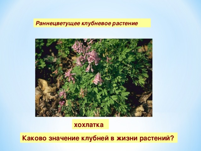 Раннецветущее клубневое растение хохлатка Каково значение клубней в жизни растений? 