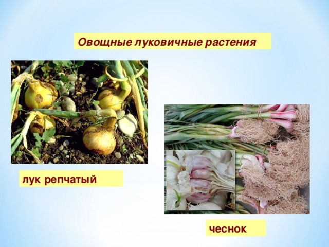 Овощные луковичные растения лук репчатый чеснок 