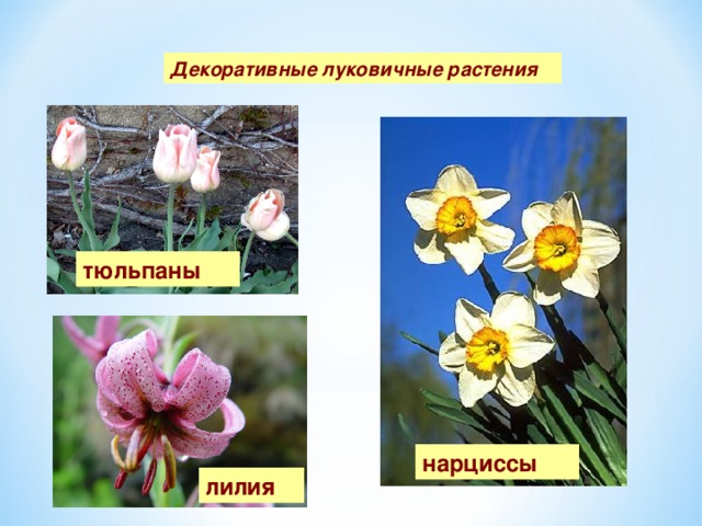 Декоративные луковичные растения тюльпаны нарциссы лилия 