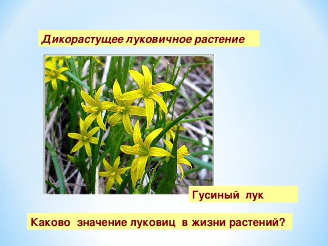 Дикорастущее луковичное растение Гусиный лук Каково значение луковиц в жизни растений? 