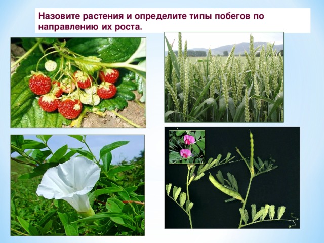 Назовите растения и определите типы побегов по направлению их роста . 