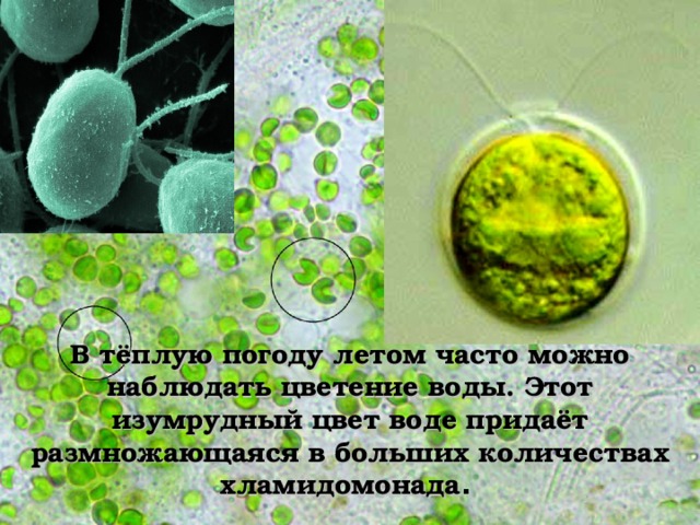 В тёплую погоду летом часто можно наблюдать цветение воды. Этот изумрудный цвет воде придаёт размножающаяся в больших количествах хламидомонада .
