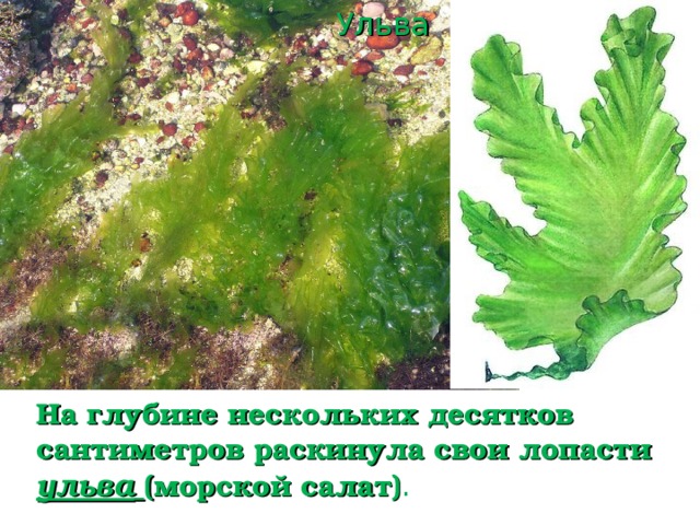 Глубже растёт улотрикс.  Длинные тонкие нити прикрепляются к подводным камням и корягам.