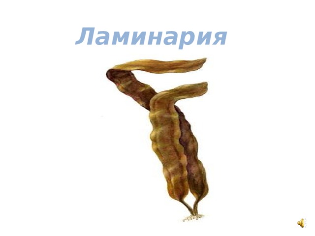 В дальневосточных морях и морях северного ледовитого океана растёт бурая водоросль ламинария – всем знакомая морская капуста.