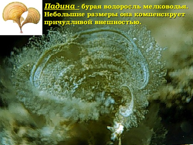 Ламинария