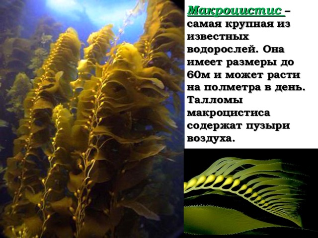 Падина - бурая водоросль мелководья. Небольшие размеры она компенсирует причудливой внешностью.