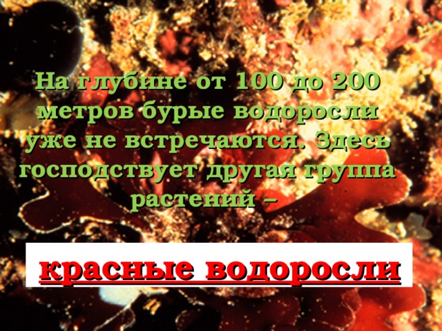 Макроцистис – самая крупная из известных водорослей. Она имеет размеры до 60м и может расти на полметра в день. Талломы макроцистиса содержат пузыри воздуха.