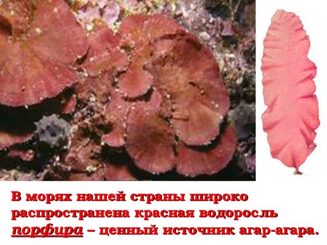 На глубине от 100 до 200 метров бурые водоросли уже не встречаются. Здесь господствует другая группа растений –  красные водоросли