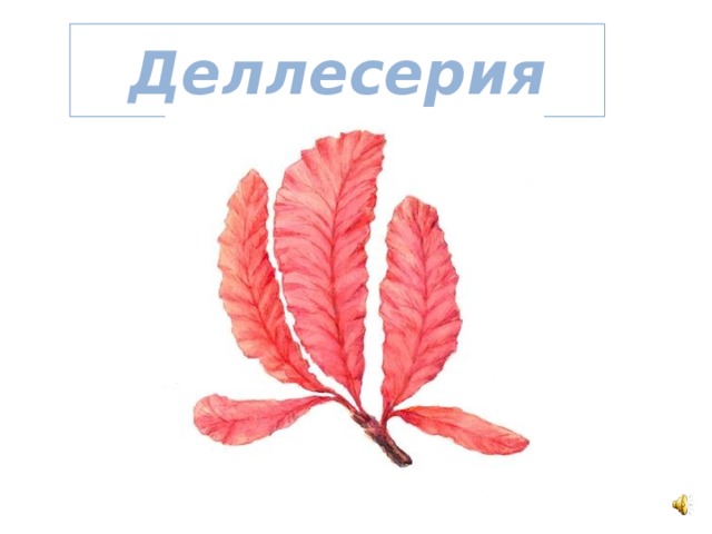 Каллитамнон
