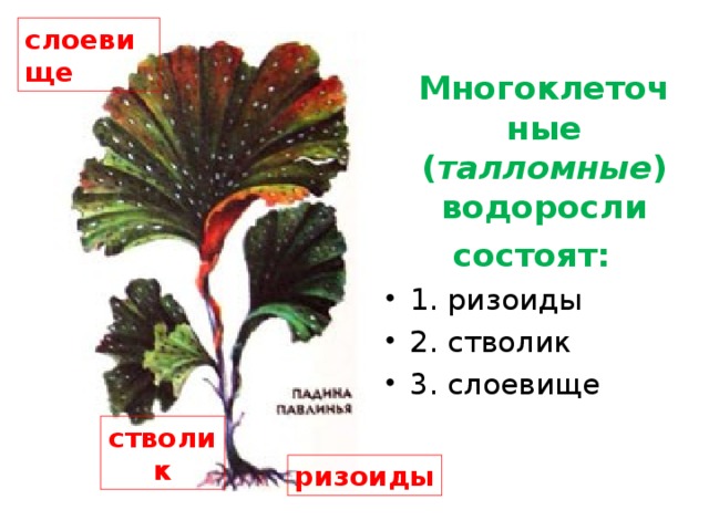 Деллесерия