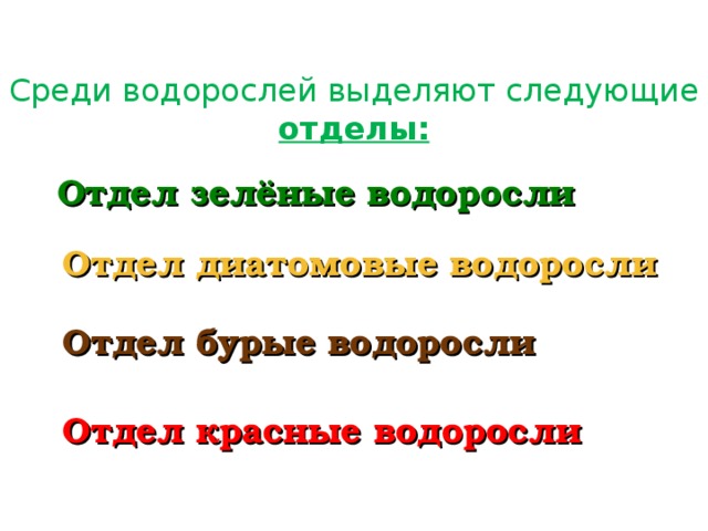 слоевище  Многоклеточные ( талломные ) водоросли состоят: 1. ризоиды 2. стволик 3. слоевище стволик ризоиды