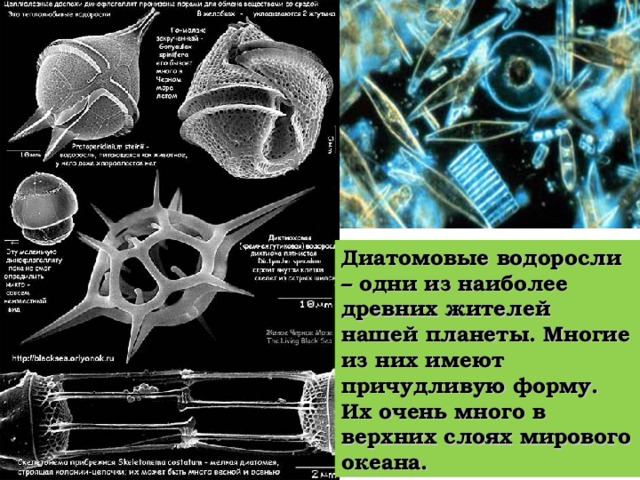 В поверхностных слоях морей и океанов как правило тепло и много света. Здесь бурно развивается фитопланктон. Это мелкие одноклеточные водоросли, которые плавают на поверхности воды. Здесь можно встретить зелёные , золотистые и диатомовые водоросли.  Они бурно размножаются и служат кормом таким животным как киты и мелкие ракообразные.