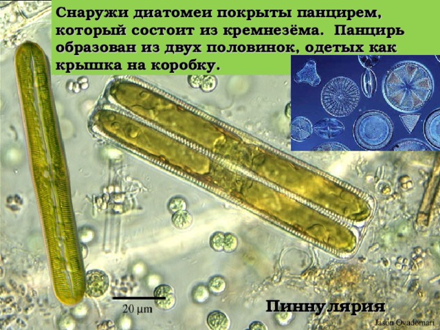 Диатомовые водоросли – одни из наиболее древних жителей нашей планеты. Многие из них имеют причудливую форму. Их очень много в верхних слоях мирового океана.