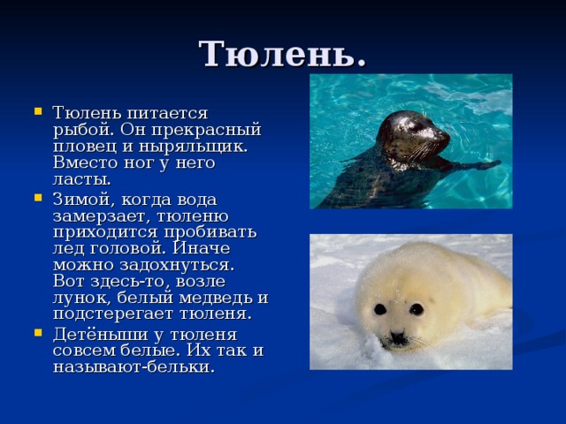 Факты о морских котиках интересные