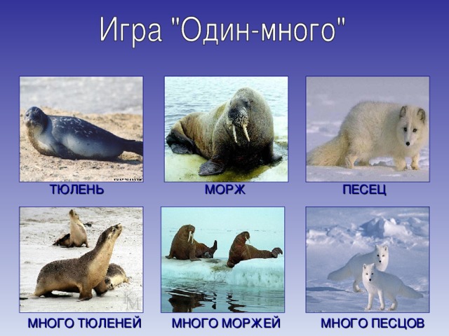 МОРЖ ТЮЛЕНЬ ПЕСЕЦ МНОГО МОРЖЕЙ МНОГО ТЮЛЕНЕЙ МНОГО ПЕСЦОВ 