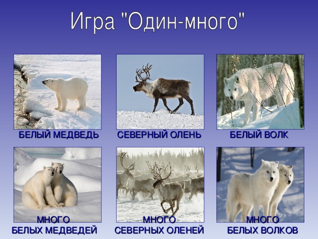 СЕВЕРНЫЙ ОЛЕНЬ БЕЛЫЙ МЕДВЕДЬ БЕЛЫЙ ВОЛК МНОГО СЕВЕРНЫХ ОЛЕНЕЙ МНОГО БЕЛЫХ МЕДВЕДЕЙ МНОГО БЕЛЫХ ВОЛКОВ 