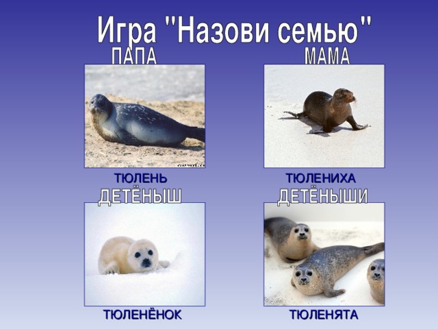 ТЮЛЕНЬ ТЮЛЕНИХА ТЮЛЕНЯТА ТЮЛЕНЁНОК 