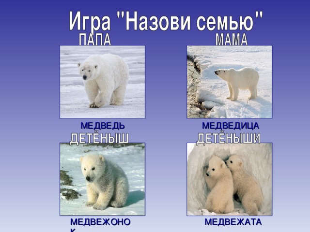 МЕДВЕДЬ МЕДВЕДИЦА МЕДВЕЖАТА МЕДВЕЖОНОК 