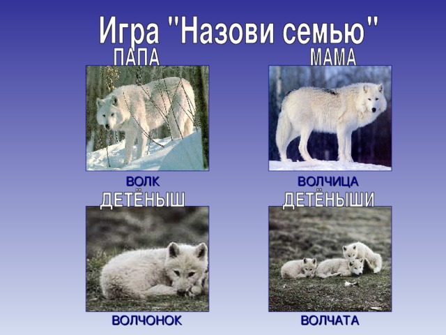 ВОЛК ВОЛЧИЦА ВОЛЧАТА ВОЛЧОНОК 