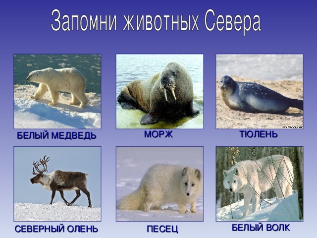 МОРЖ ТЮЛЕНЬ БЕЛЫЙ МЕДВЕДЬ БЕЛЫЙ ВОЛК СЕВЕРНЫЙ ОЛЕНЬ ПЕСЕЦ 