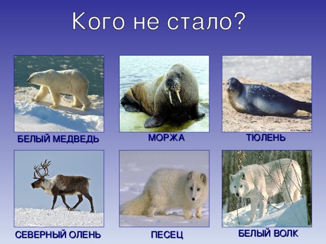 МОРЖА ТЮЛЕНЬ БЕЛЫЙ МЕДВЕДЬ БЕЛЫЙ ВОЛК СЕВЕРНЫЙ ОЛЕНЬ ПЕСЕЦ 