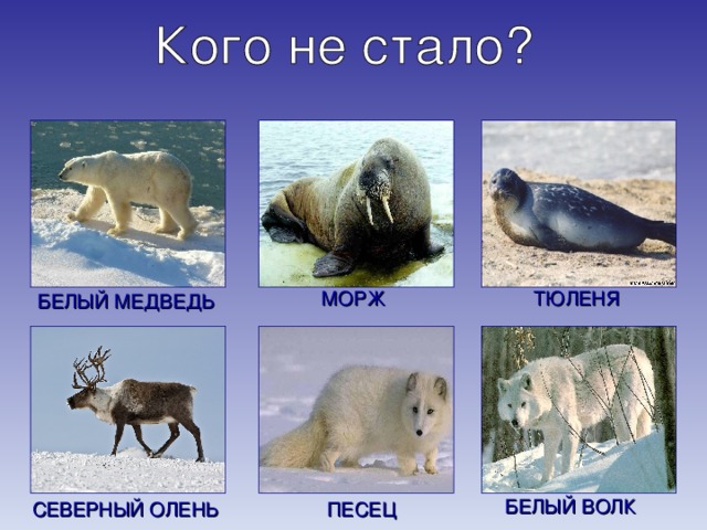 МОРЖ ТЮЛЕНЯ БЕЛЫЙ МЕДВЕДЬ БЕЛЫЙ ВОЛК СЕВЕРНЫЙ ОЛЕНЬ ПЕСЕЦ 