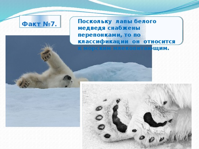 Презентация белый медведь для дошкольников