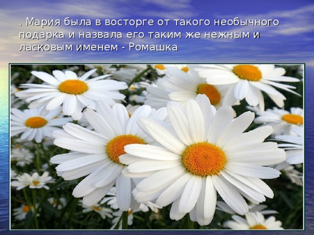 . Мария была в восторге от такого необычного подарка и назвала его таким же нежным и ласковым именем - Ромашка 